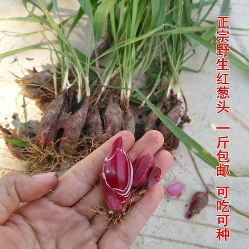 广西野生红葱头1斤包邮 珠葱 朱葱 小红蒜 百步还阳 红根水仙种苗