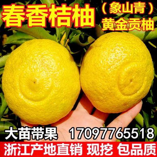 正宗嫁接象山青桔子果树苗黄金贡柚春香桔柚苗盆地栽南方种植带土