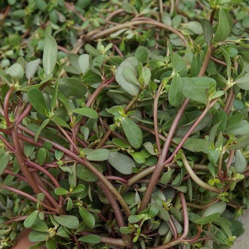 特心鲜 马齿苋菜 马蜂菜马苋菜长寿菜蚂蚱菜野菜 2000g
