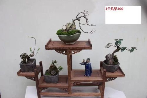 【微型求败】一组几架微型盆景