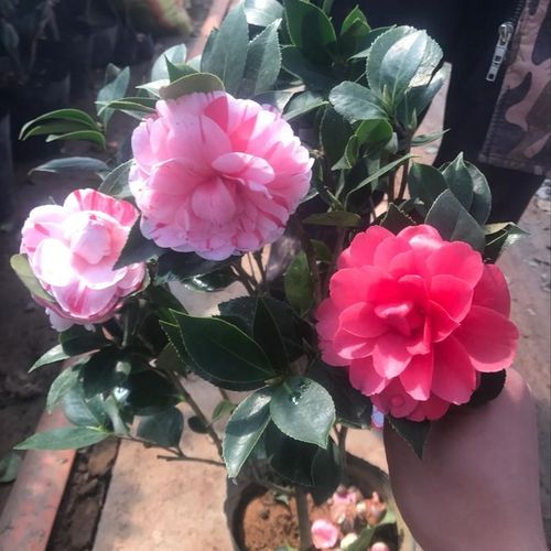 赛牡丹超级赛牡丹白天鹅经典三赛系列茶花盆栽花苗室外花卉植物