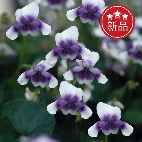 宿根植物肾叶堇菜熊猫堇(稀有品种)10cm双色盆苗耐阴
