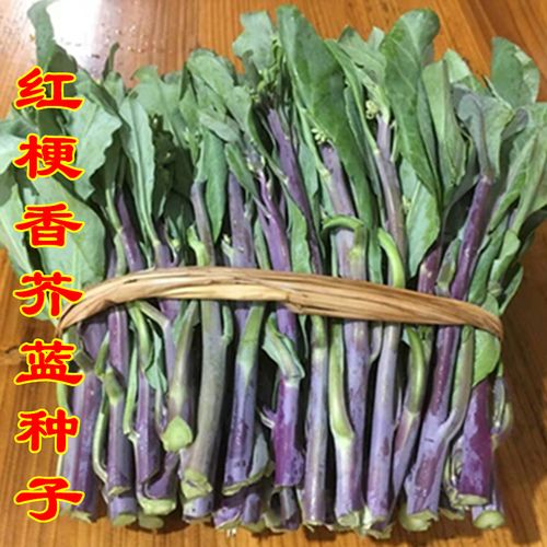 潮汕红梗脚香芥兰种子籽芥蓝菜种广东菜籽头农家盆栽四季蔬菜种孑