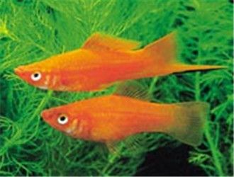 红箭鱼,鱼,热带鱼观赏鱼小型热带鱼小红箭鱼