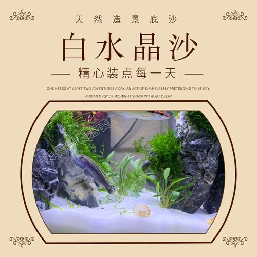 白水晶沙多肉pp铺面白沙鱼缸造景底沙水晶白沙室内外装饰点缀用沙