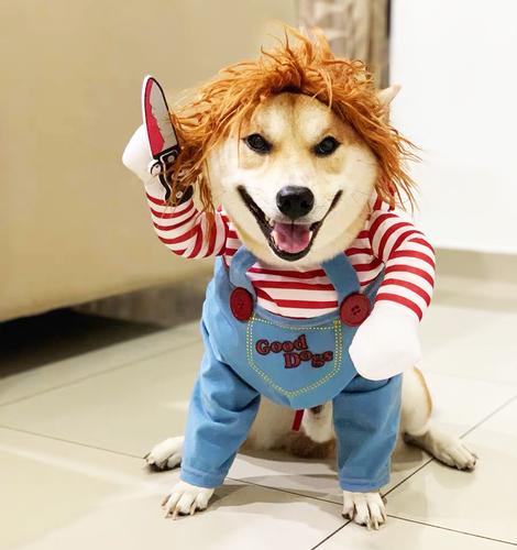 狗狗带刀拿刀搞笑搞怪衣服八哥柯基小狗法斗秋冬宠物抖音柴犬泰迪
