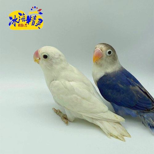 冰海精灵 鸟活物牡丹鹦鹉活体虎皮鹦鹉玄风中小型宠物鸟手养说话观赏