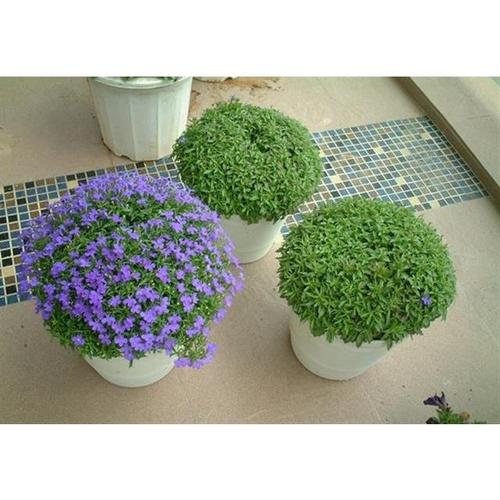 六倍利宫殿系列7cm小方盆花苗精美盆花花期长