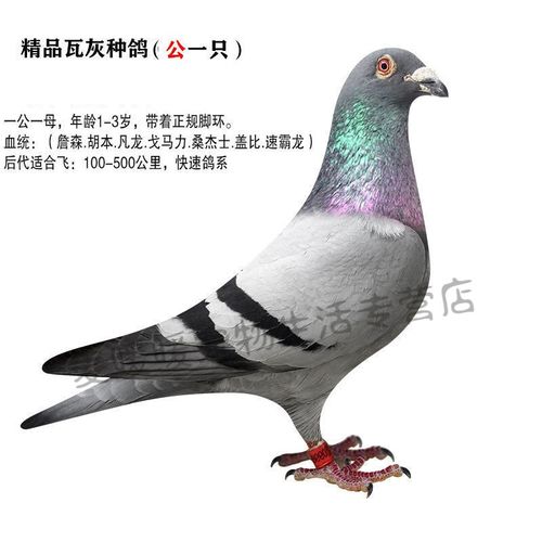 鸽子活体 信鸽赛鸽成绩鸽血统鸽公棚鸽种鸽青年鸽子幼鸽一对 胡本公