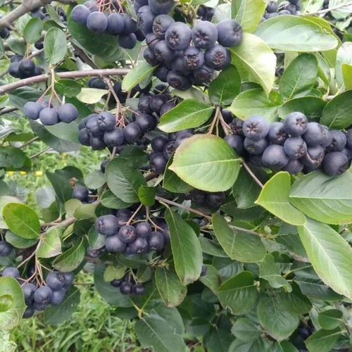 黑果花楸果野樱莓不老莓腺肋天然现摘鲜果酵素果酒专用新鲜水果