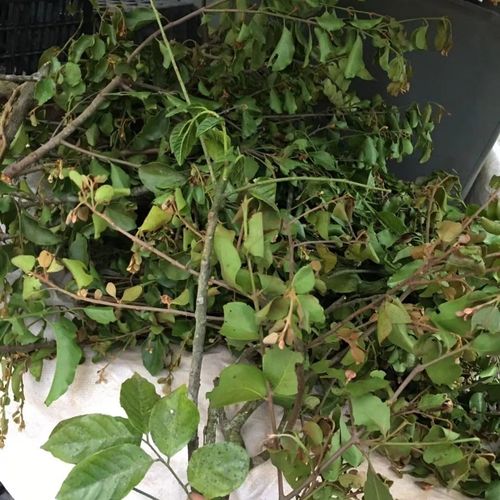 野生中草药黄皮果树寄生茶黄皮寄生茶黄檀子树寄生茶可订采鲜品