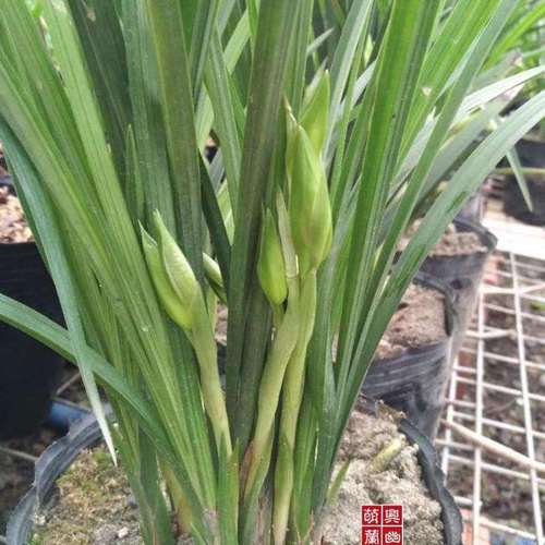 银杆素四川春剑兰花苗兰草花办公室客厅庭院室内绿植盆栽花卉盆栽