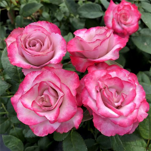 旋转木马柯德娜 欧月灌木月季 阳台微月四季开花盆栽花卉玫瑰花苗