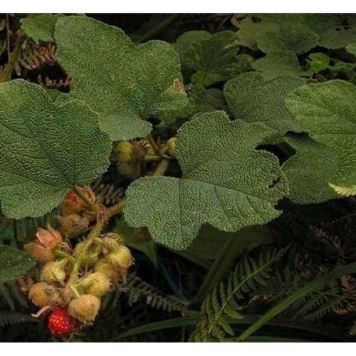 野生材粗叶悬钩子根 八月泡根 发货为根部切好的干品一斤的量