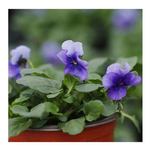 种花王大爷 角堇花卉三色堇盆栽花苗四季好养阳台庭院花园植物
