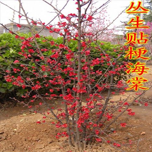 海棠树苗海棠花老桩西府海棠垂丝海棠北美海棠日本海棠铁海棠南北