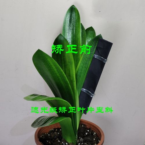 君子兰叶片矫遮光纸矫正线整形纠正板扶正板叶子矫正纸整形纸 10只