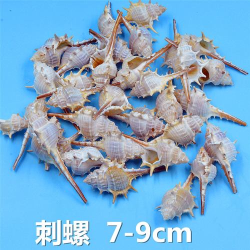 刺螺天然贝壳海螺鱼缸造景幼儿园手工diy漂流瓶装饰寄居蟹替换壳