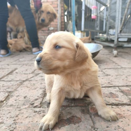 自家养活 小金毛  种纯  长相好看  价钱不贵   看好就来  长相好