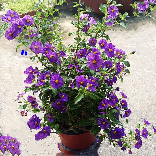 进口蓝茄花盆栽多年生耐寒热寒灌木庭院花园植物吸甲醛包邮多色哦