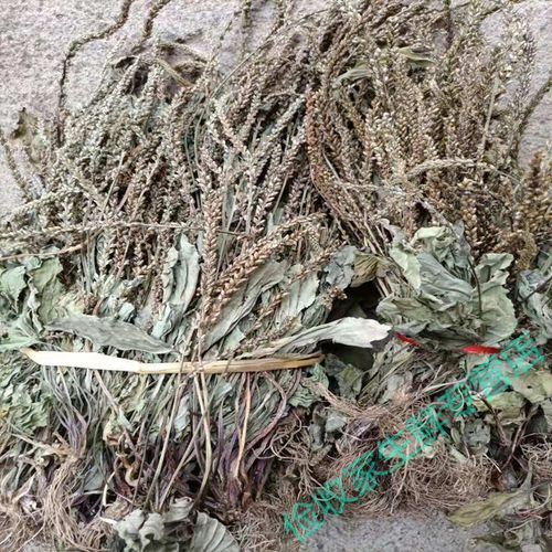 新鲜车前草车钱草现摘田冠草车轮菜猪肚菜灰盆草车轱辘菜带根 2021年