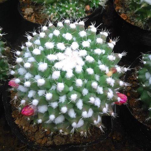 【花博会_仙人球 迎春】新品上市自根 迎春 白龙丸 断琴5-6cm