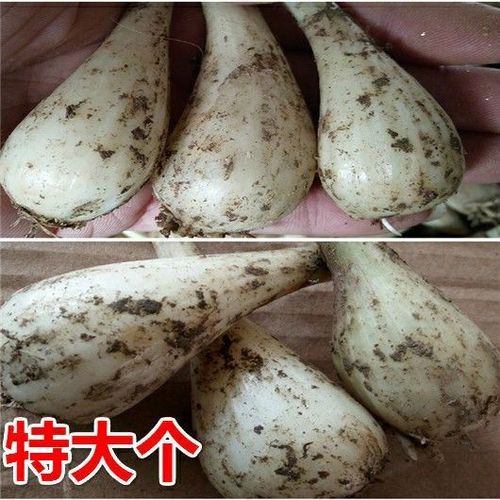 荞头新鲜现挖 农家野生蔬菜江西蕌头叫头教头藠头荞头新鲜茭头