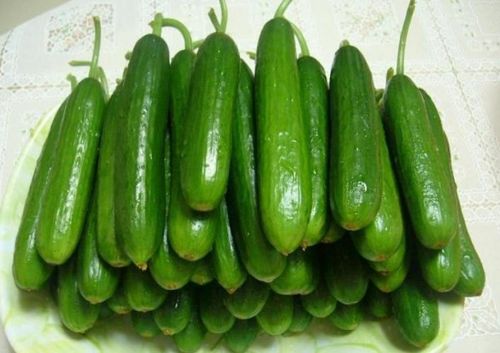 新鲜水果小黄瓜小青瓜菜瓜生吃孕妇水果蔬菜现摘现发净重5斤包邮