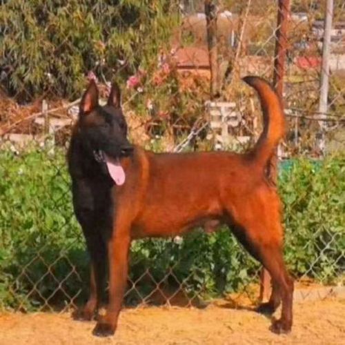纯种马犬幼犬活体红马犬纯种黑红马犬科目马犬幽灵比利时血统马犬【5