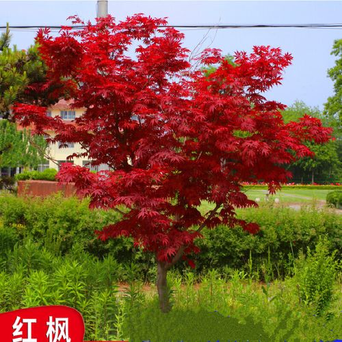 红枫  红枫树苗中国红红舞姬景观盆栽园林绿化苗木庭院 2公分日本红枫
