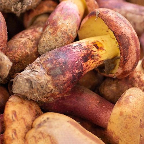 2021现货云南红牛肝菌新鲜见手青黄白美味牛肝菌冻品顺丰航空包邮