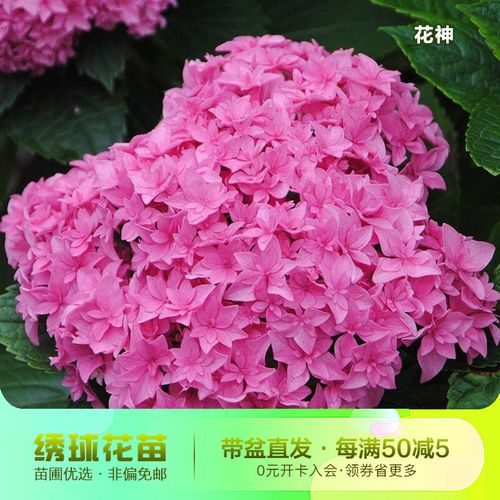 重瓣大花系列绣球花苗 多品种花色丰富 阳台庭院花卉 花神 2加仑