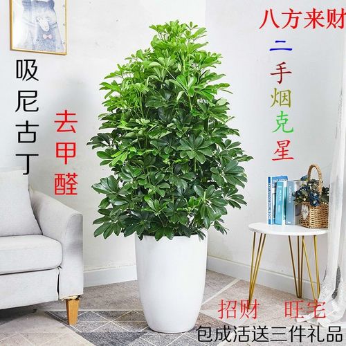大型室内八方来财鸭脚木绿植客厅盆栽花卉七叶莲发财鸭掌木吸甲醛