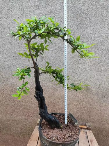 22四川金弹子盆景树桩熟原生桩母带z果疙瘩怪根金弹子老桩盆栽带