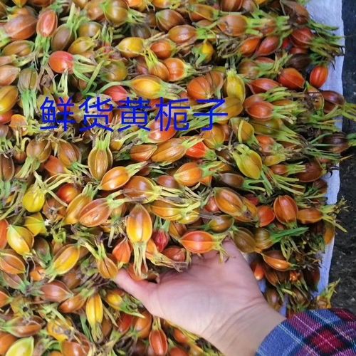 韶关高山纯野生拐枣鸡爪果万寿果黄桅子金樱子黄基子富硒泡酒泡茶