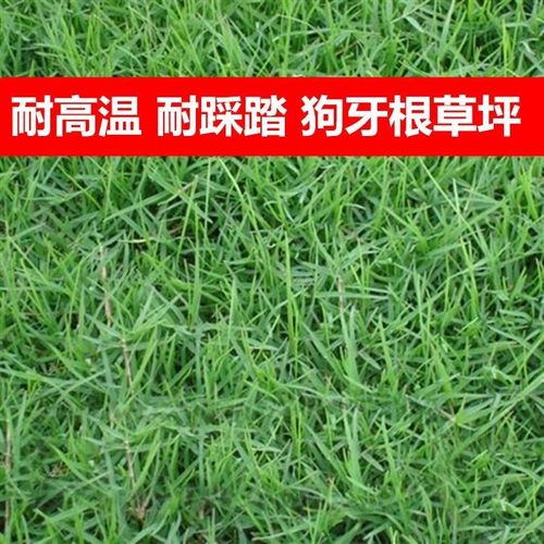 进口草坪种子四季青护坡绿化草籽美国优异纳苏兰引三号草坪种子