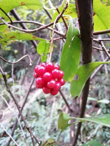 小血藤  钻骨风,八仙草血糊腾钻石风滑藤爬岩香满山香香血藤
