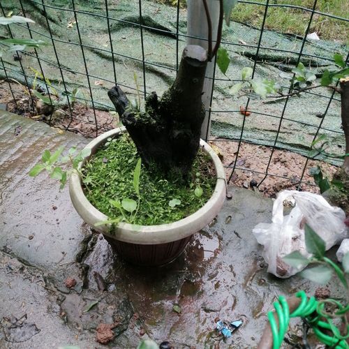 四川金弹子盆景树桩金单子树苗带果金弹子直播母桩金弹子老桩四川