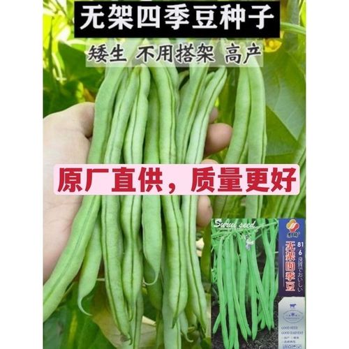 四季豆种子无架早熟地豆豆角种籽矮生不用搭架可盆栽蔬菜芸豆种子