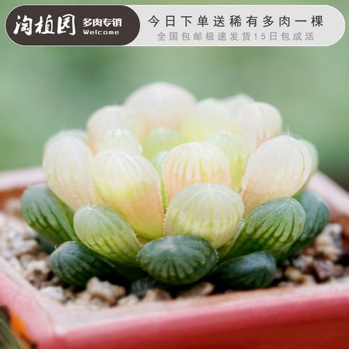 琥珀玉露锦/多肉植物青锁龙属新手多肉植物组合云南多肉