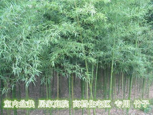 竹子苗庭院植物户外四季观赏竹子盆栽紫竹青竹金镶玉