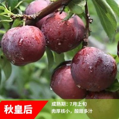 果树苗 李子树苗 嫁接特大李子苗晚熟阳台庭院别墅青脆李脱骨李子苗