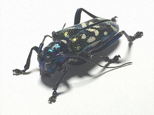 昆虫记·菲律宾原始雨林罕见天牛·pip**************