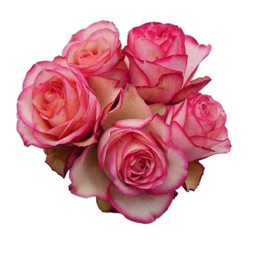 月季旋转木马微型月季花苗花卉阳台绿植盆栽微月