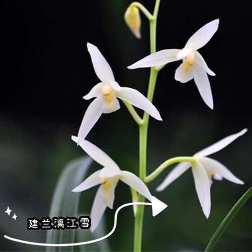 兰花苗 建兰漓江雪 雪白花 夏季开花好养勤花室内植物花花卉包邮