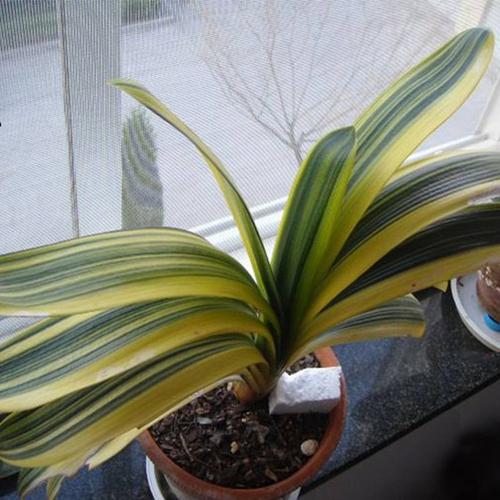 品君子兰小和尚f君子兰苗花脸彩r叶圆麻脸短苗花脸