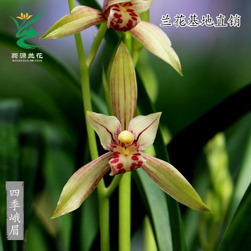 翁源兰花建兰铭品四季名草四季峨眉浓香好养室内阳台花卉绿植盆栽