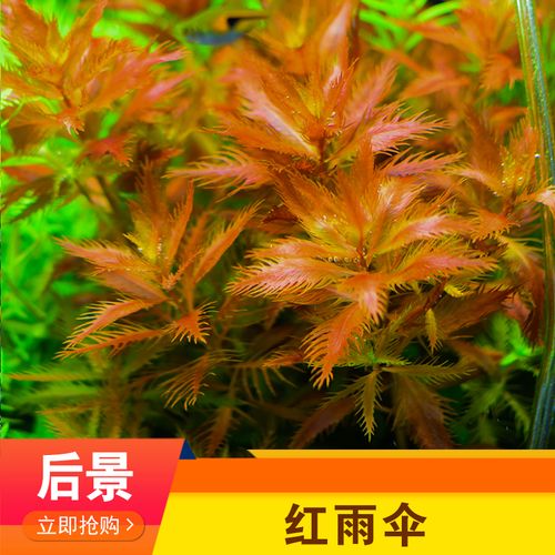 鱼草缸中后景红雨伞阴性活体真水草淡水下叶有茎类植物包邮造景
