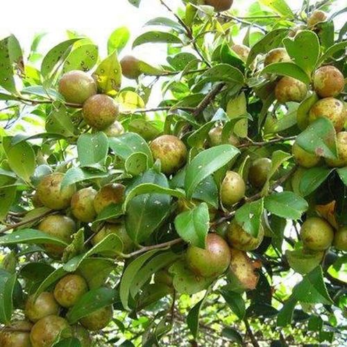 广西高产良种油茶树苗白花油茶湘林系软枝油茶嫁接茶子苗包邮