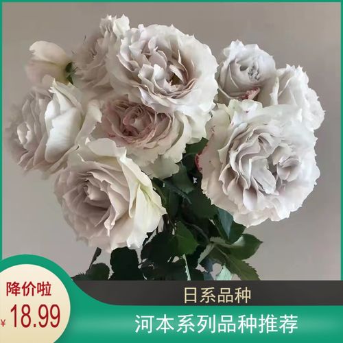 【诗人花园】莎菲天使 河本天使系列 根接苗,淡香升级版大天使